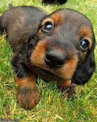 puppy eyes