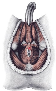 Muscles_of_the_male_perineum-Gray406 - MODIFIED X MARKS THE SPOT