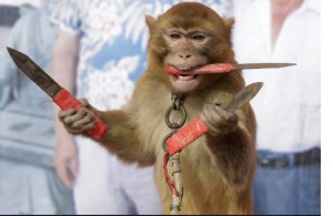 CUTTHROAT MONKEY